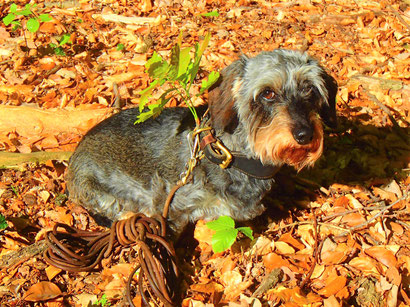 Wespe vom Wildschütz, 5 kg, 8 Jahre, 100 Punkte